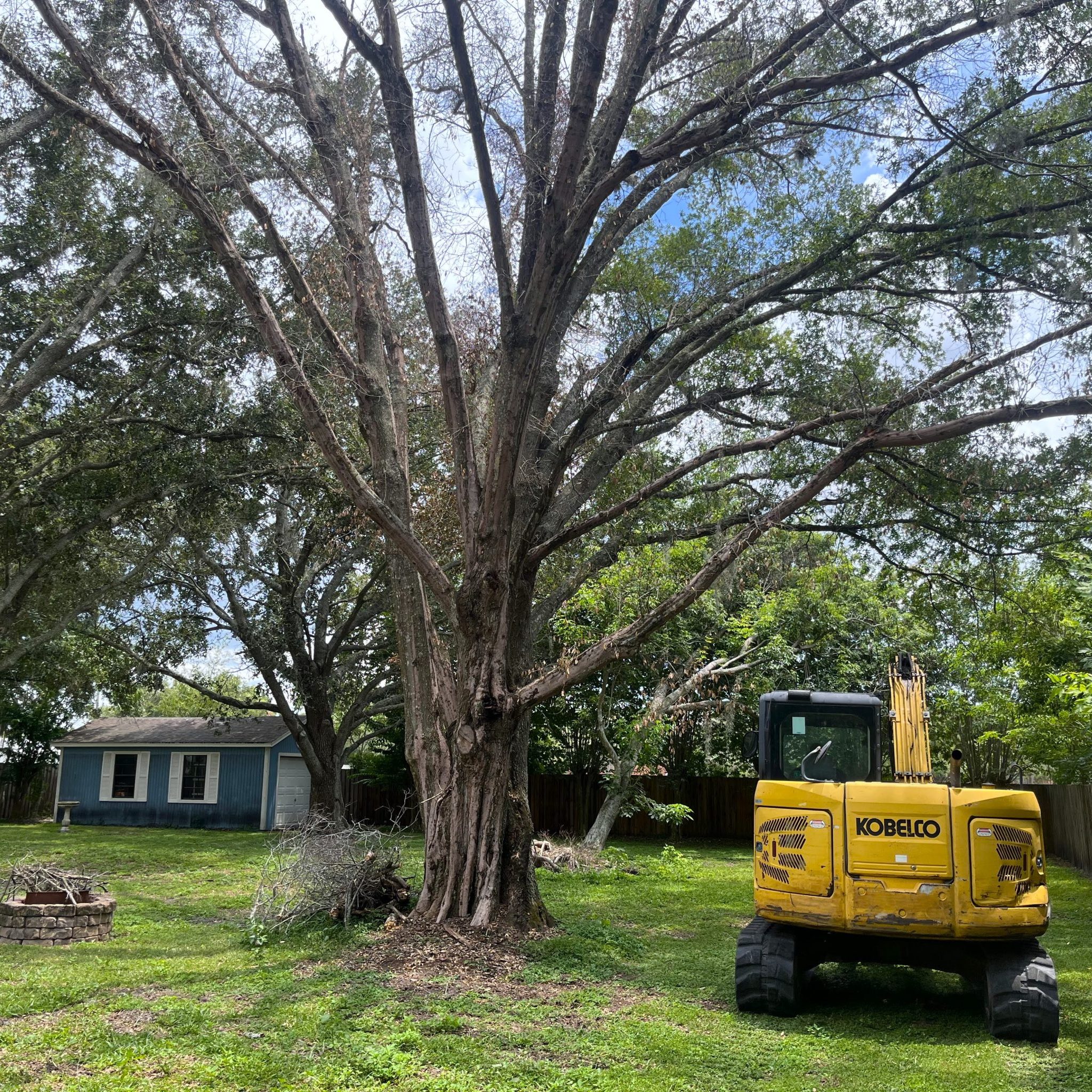 Fallen limbs and brush piles