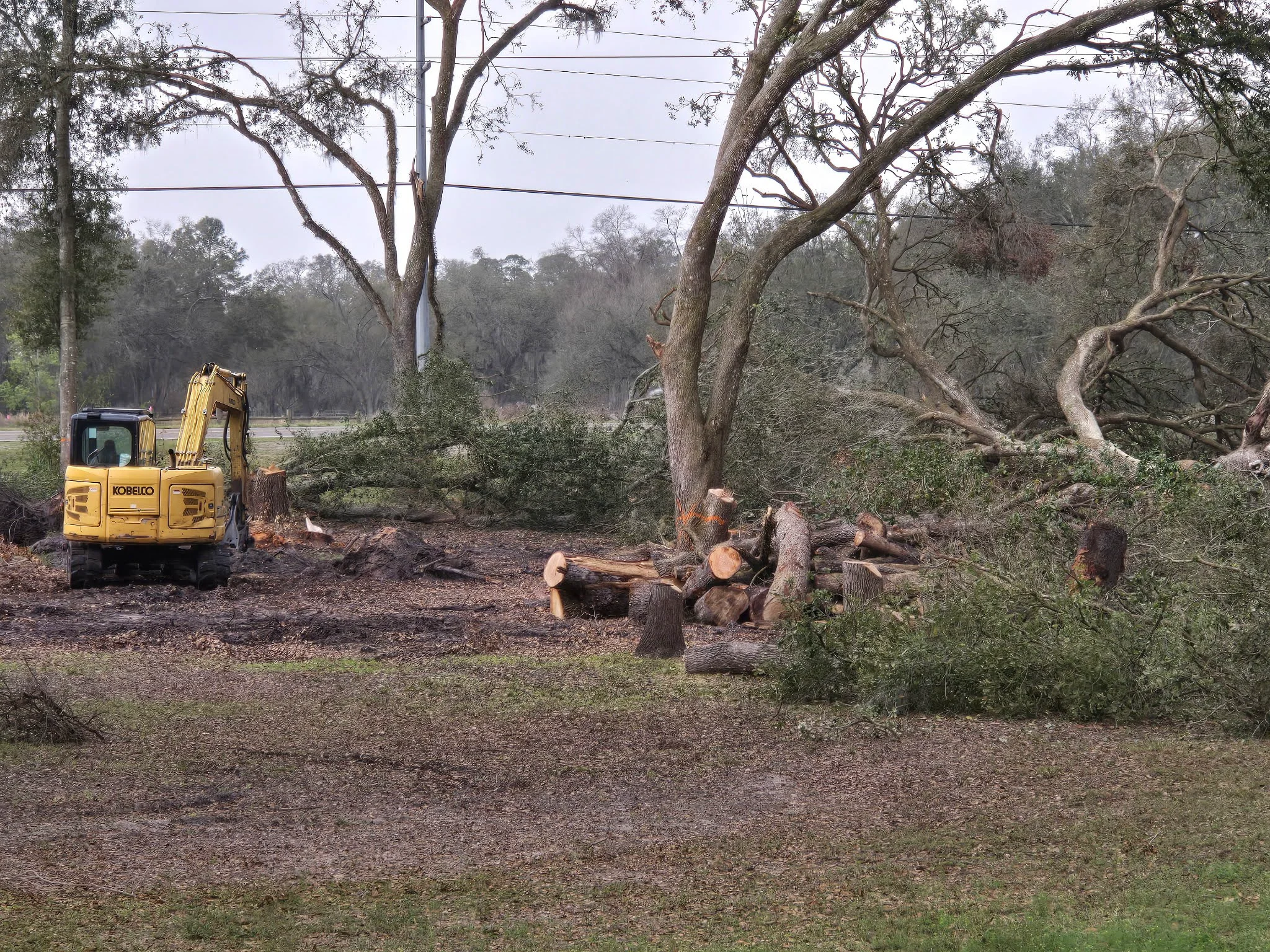 Cutting Up the Trees