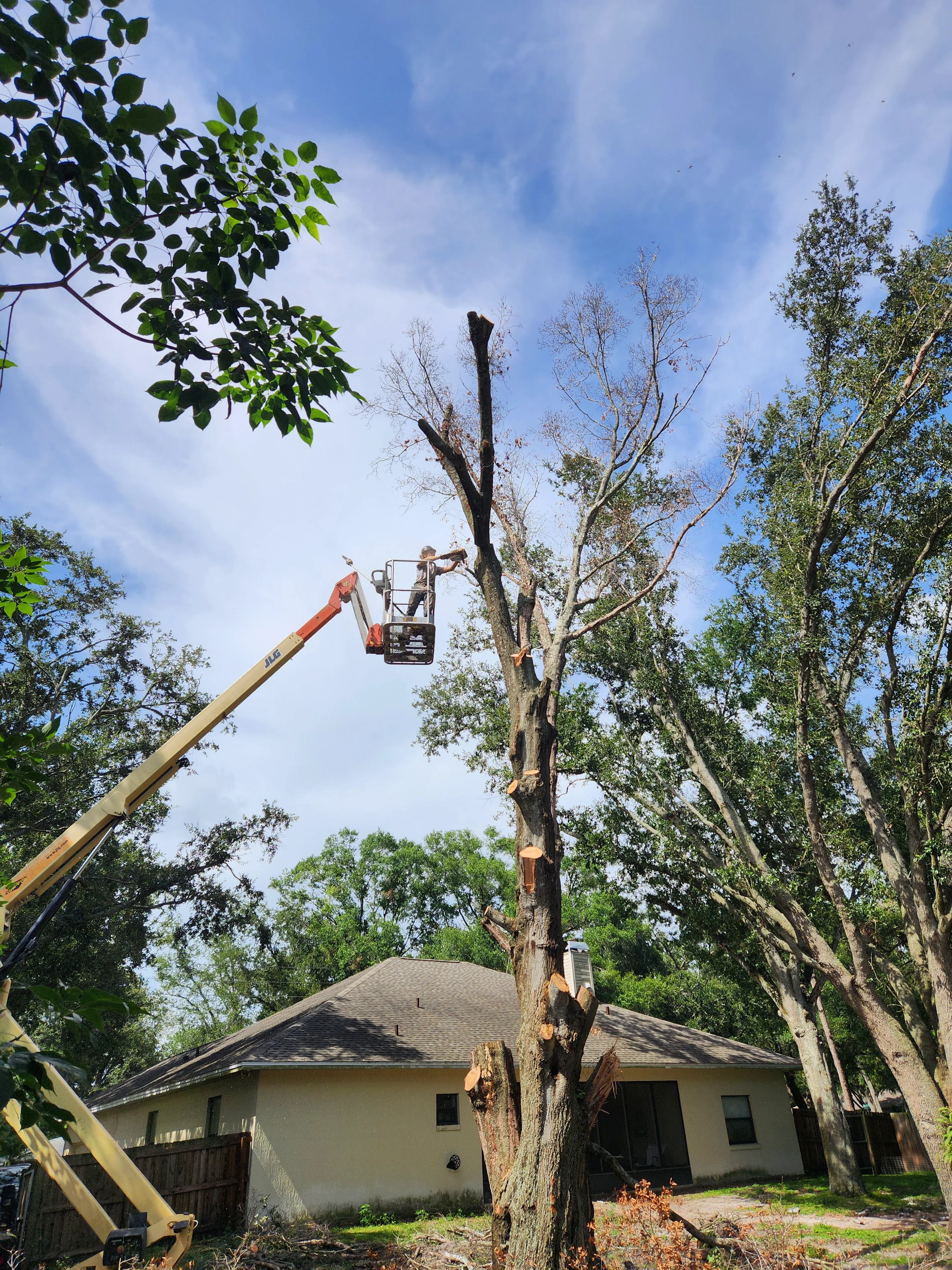 Cutting Off Branches
