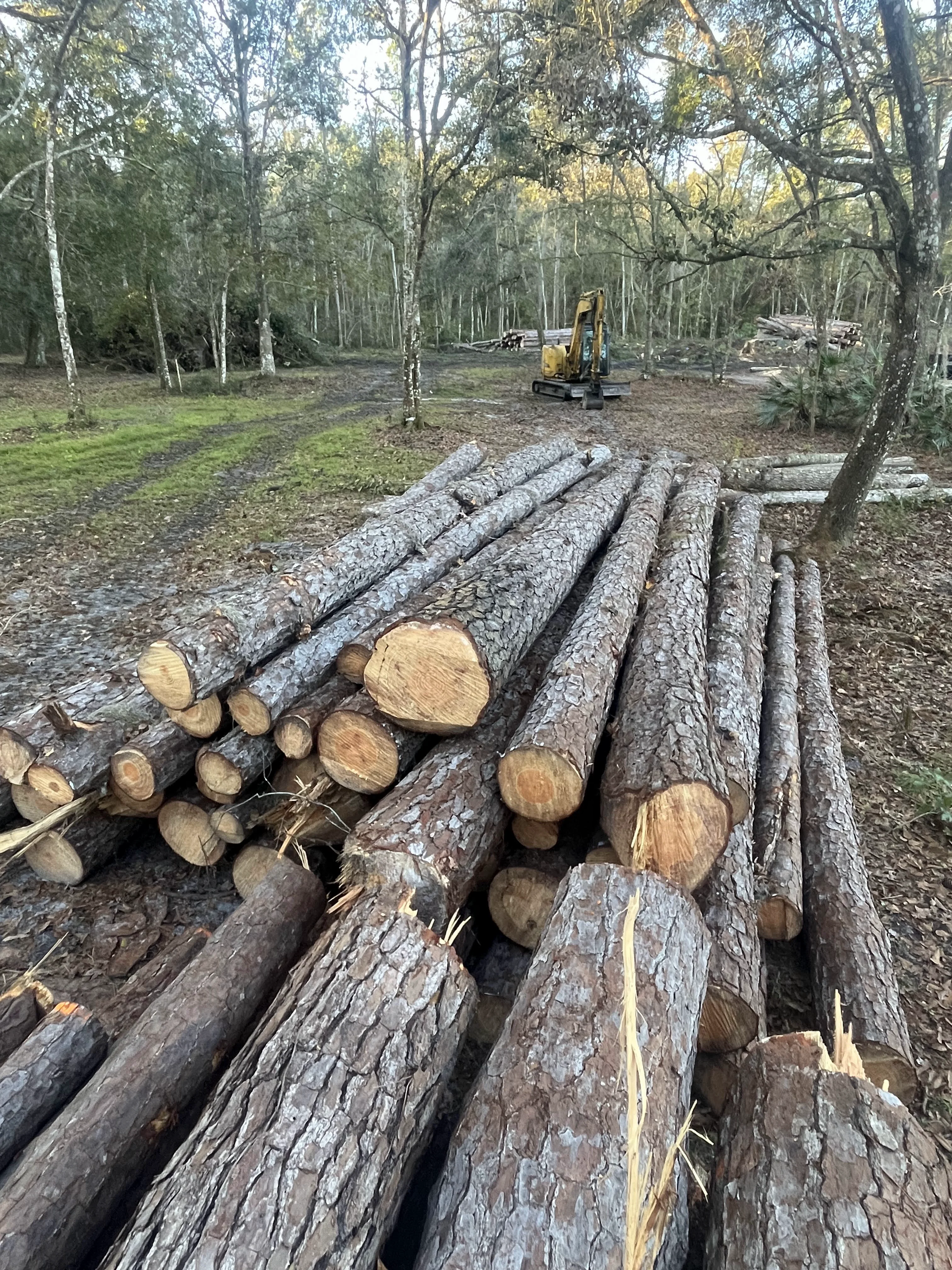 Pile of Logs