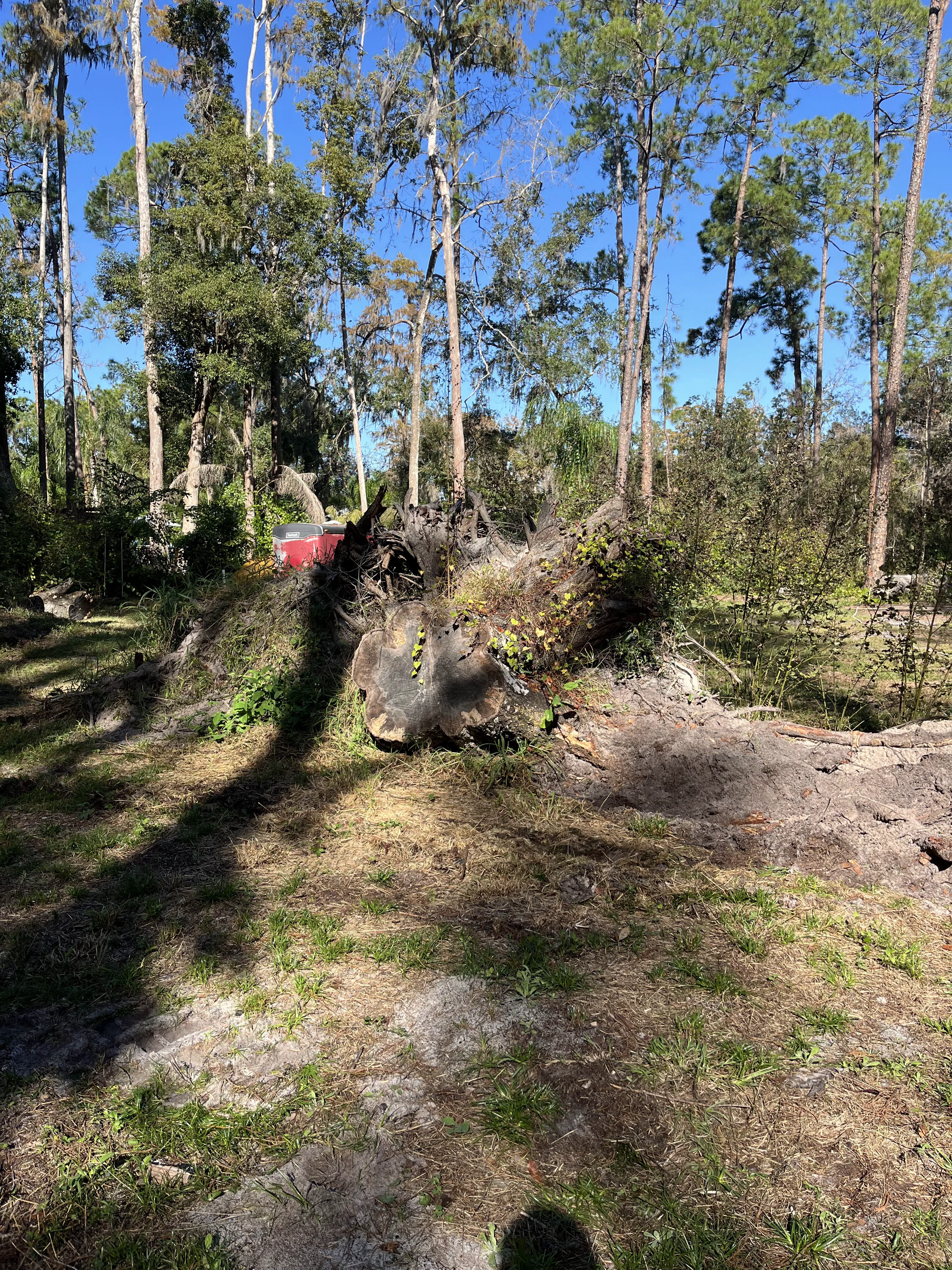 Stump Removal Instance a