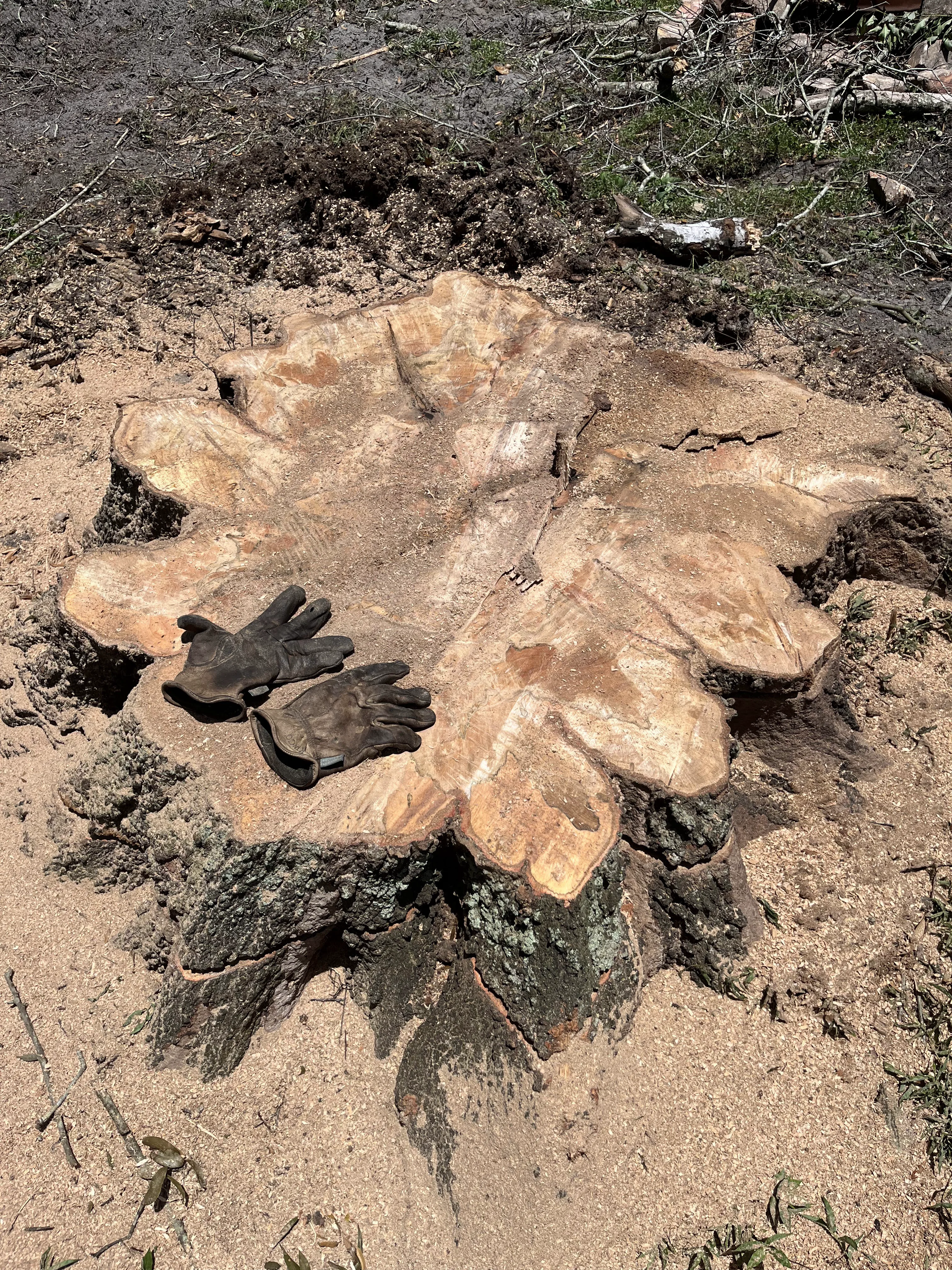 Stump Removal Instance B