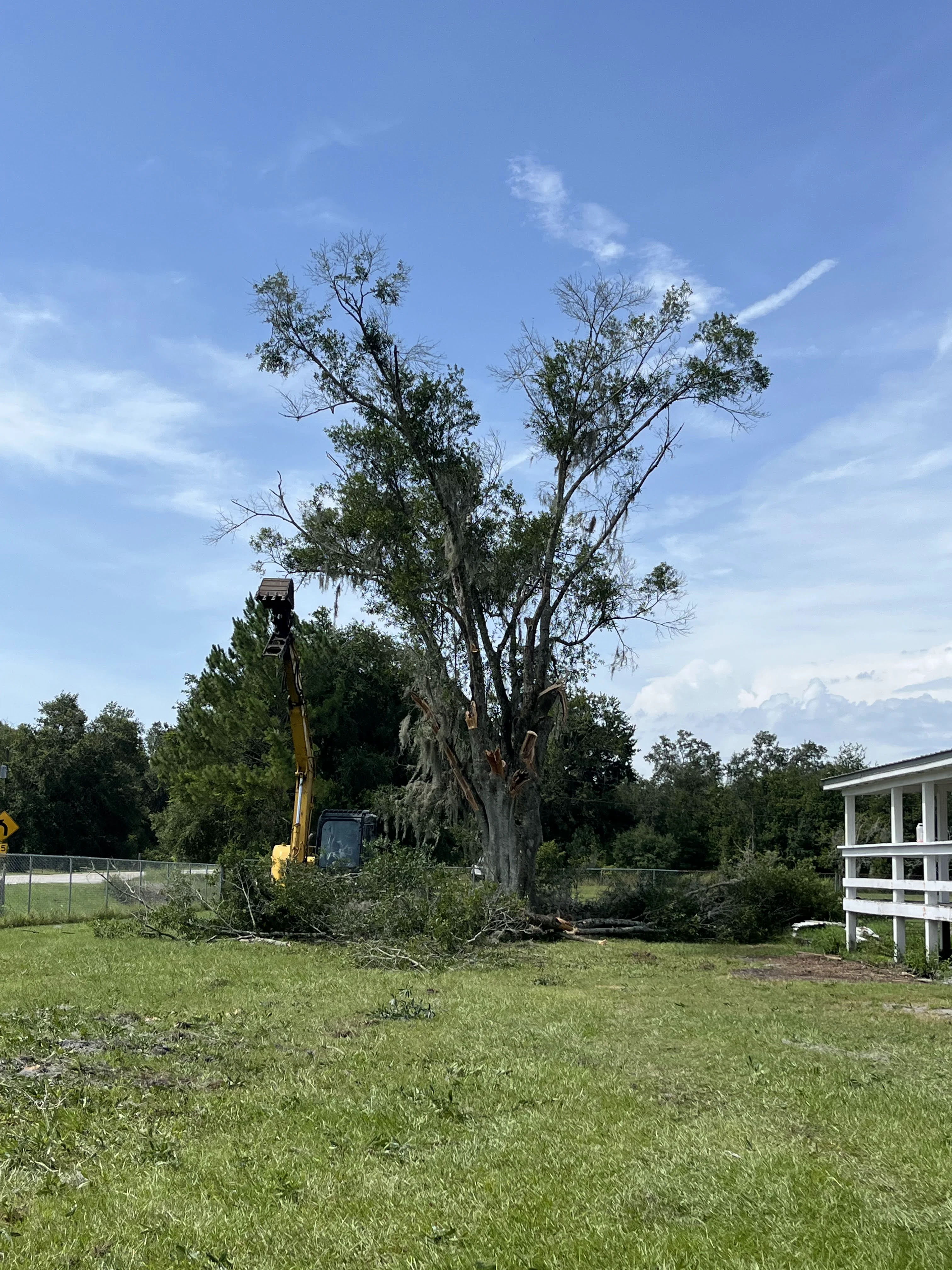 Tree Removal Instance a