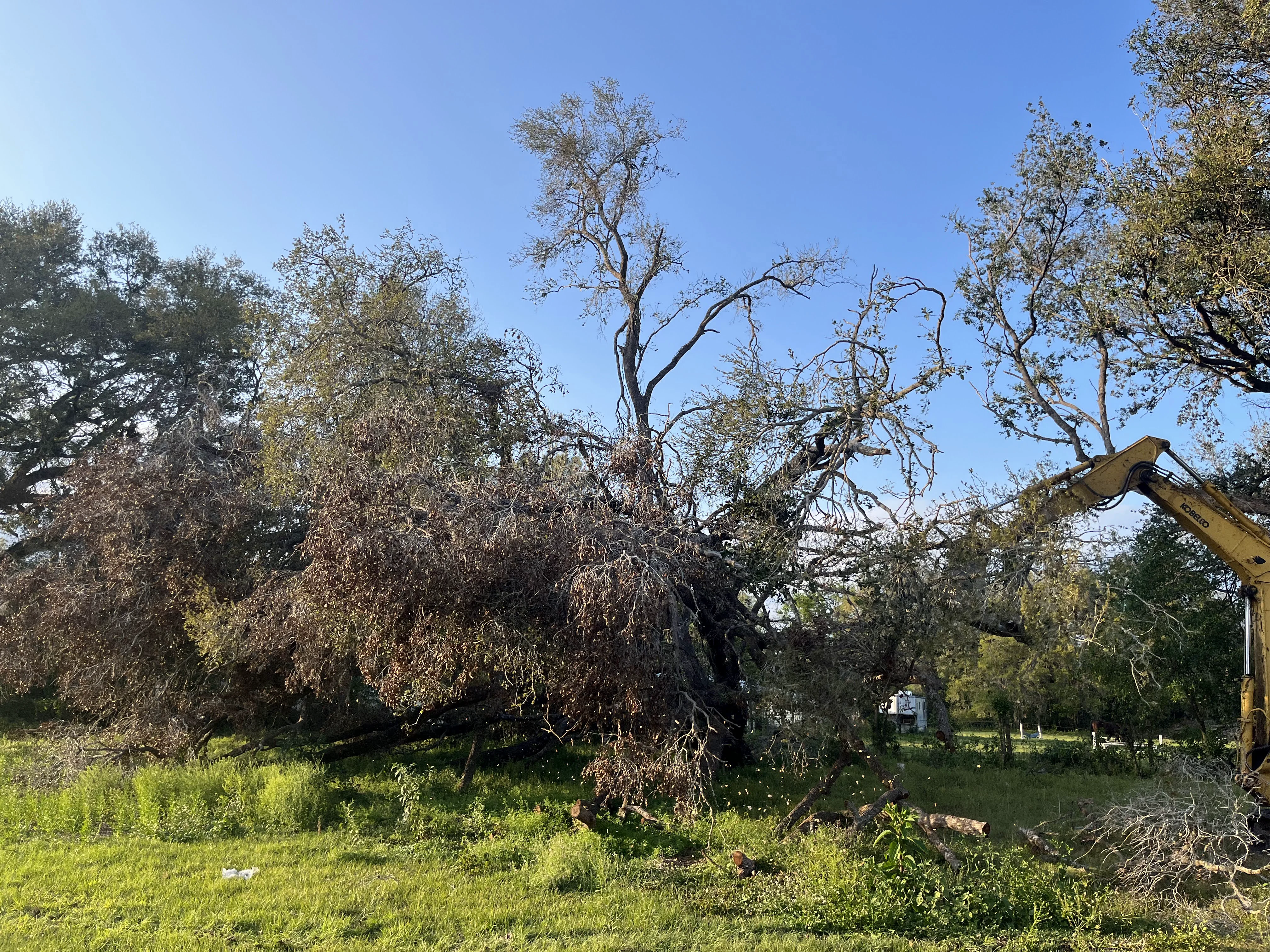 Tree Removal Instance B