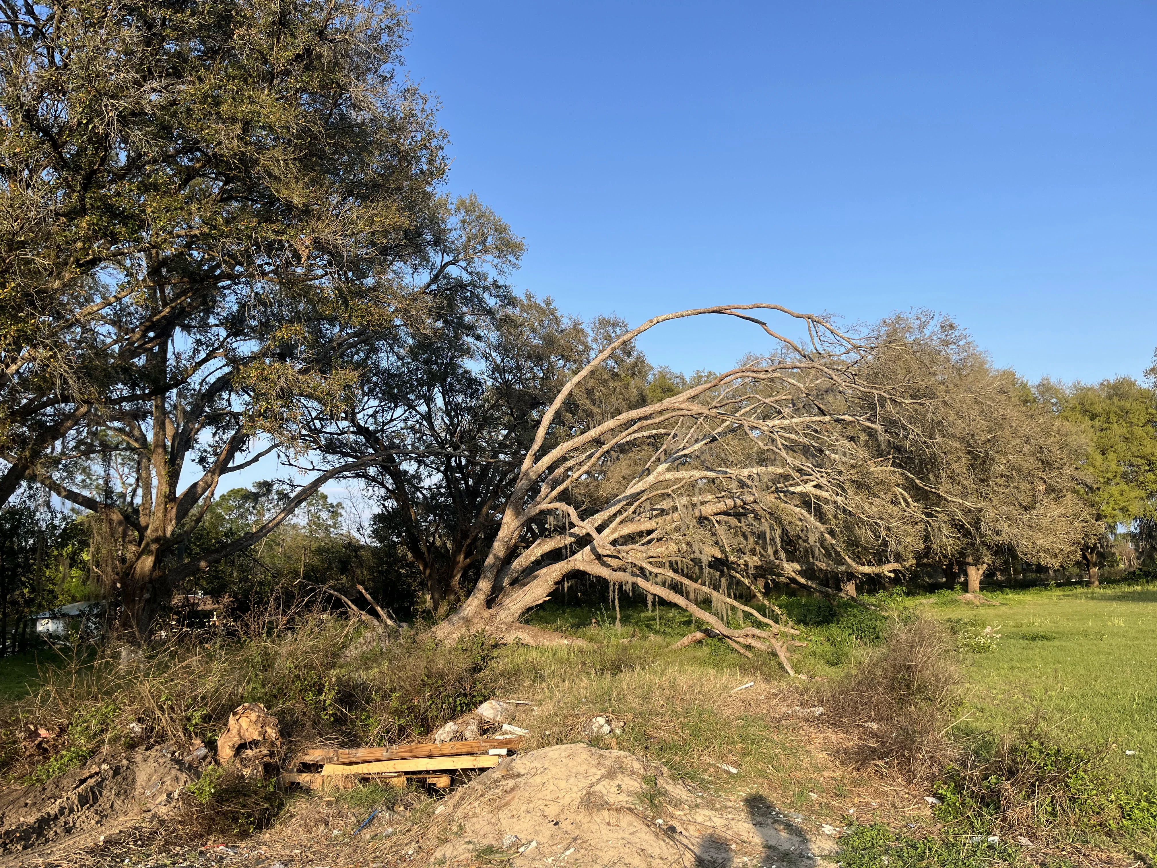Tree Removal Instance B
