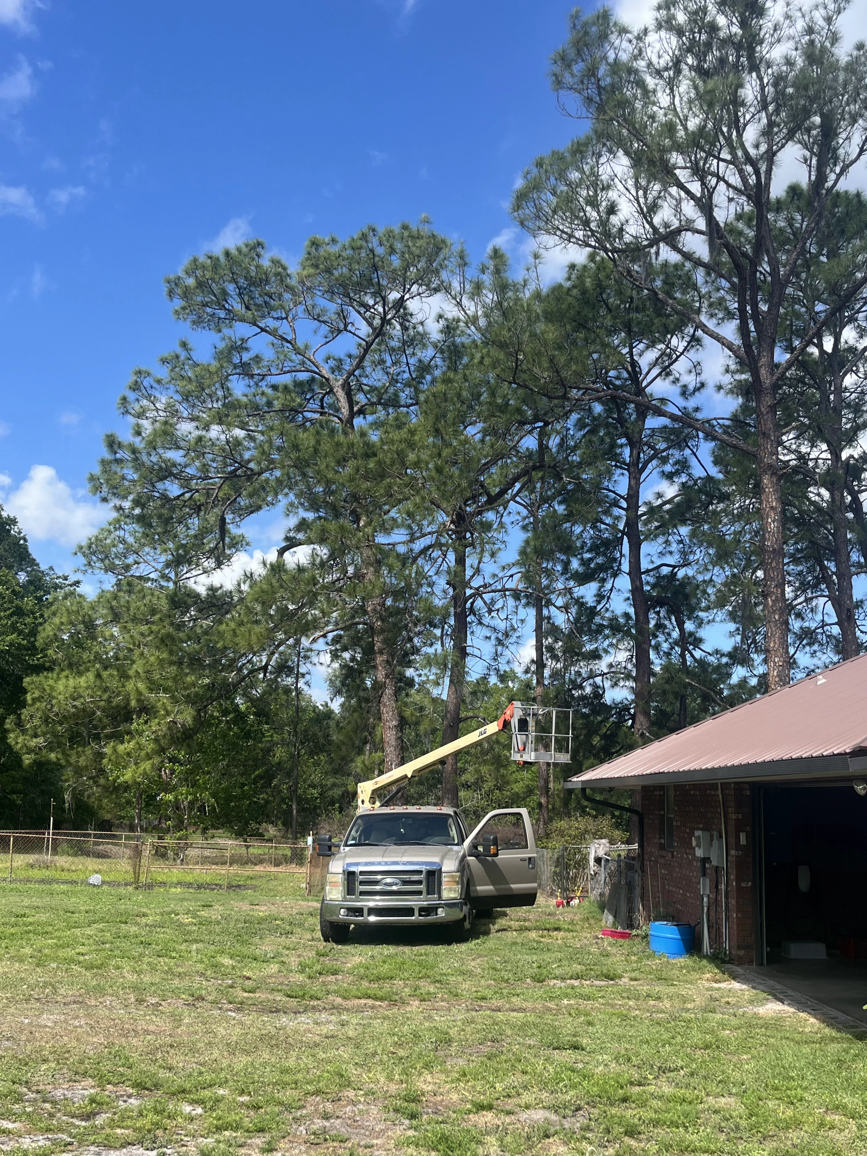Tree Removal Instance C