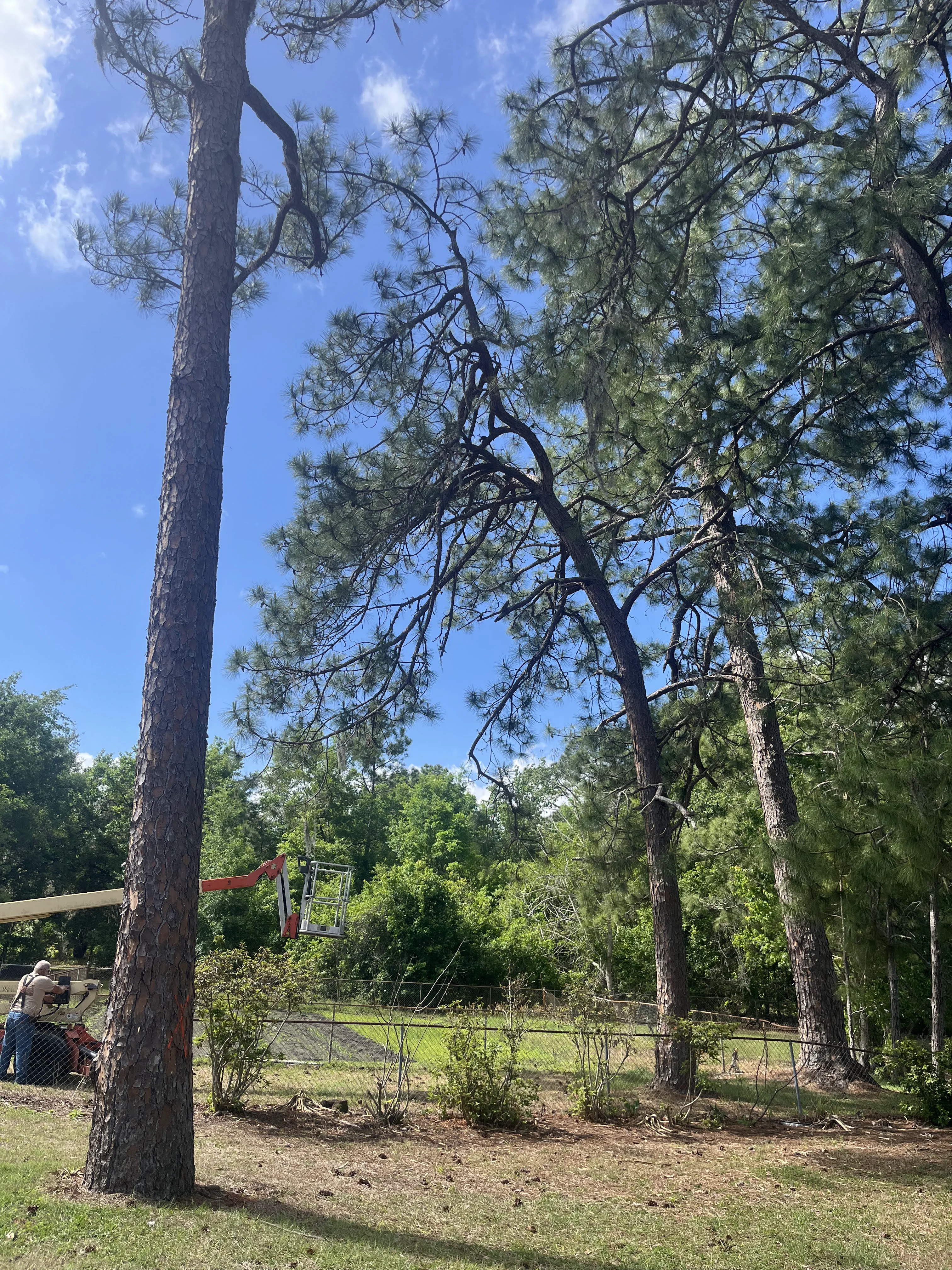 Tree Removal Instance C