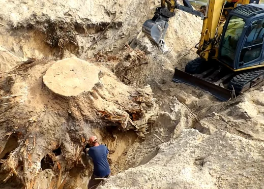 Man Next to the Stump
